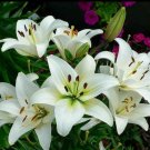 Easter Lily, White Trumpet Lily Bulb Flower Rare Plant Exotic Plant For Your Garden
