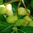 10 Seeds Morinda citrifolia Thai noni Tree Rare Plant Exotic Plant For Your Garden
