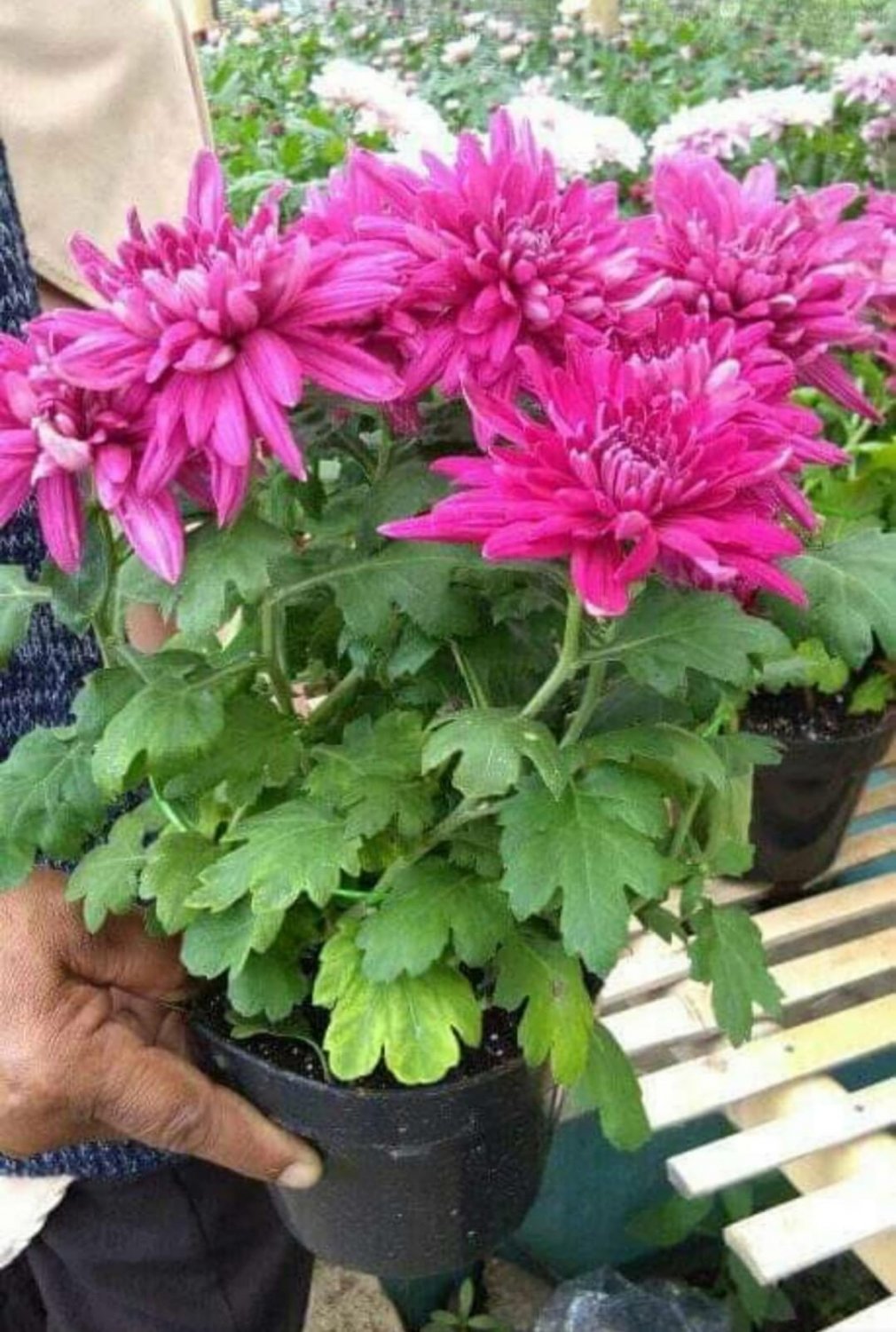 Rare Chrysanthemum 'Purple Snow' Flower Rare Live Plant Exotic Plant For Your Garden