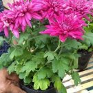 Rare Chrysanthemum 'Purple Snow' Flower Rare Live Plant Exotic Plant For Your Garden