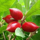 Miracle fruit Tree Fruit Rare Live Plant Exotic Plant For Your Garden