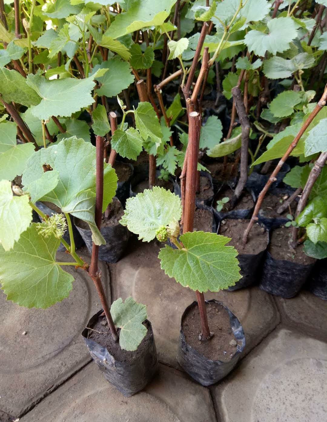 Florida Muscadine Grape Cutting Tree Fruit Rare Plant Exotic Plant For Your Garden