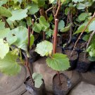 Florida Muscadine Grape Cutting Tree Fruit Rare Plant Exotic Plant For Your Garden