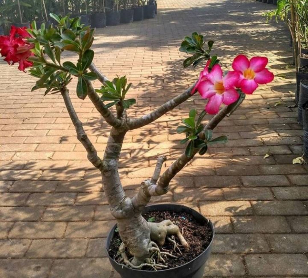 Desert Rose Adenium obesum Pink Flower House Rare Plant Exotic Plant For Your Garden