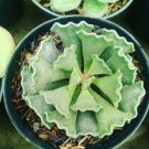 Adromischus Cristatus Succulent Flower House Rare Plant Exotic Plant For Your Garden