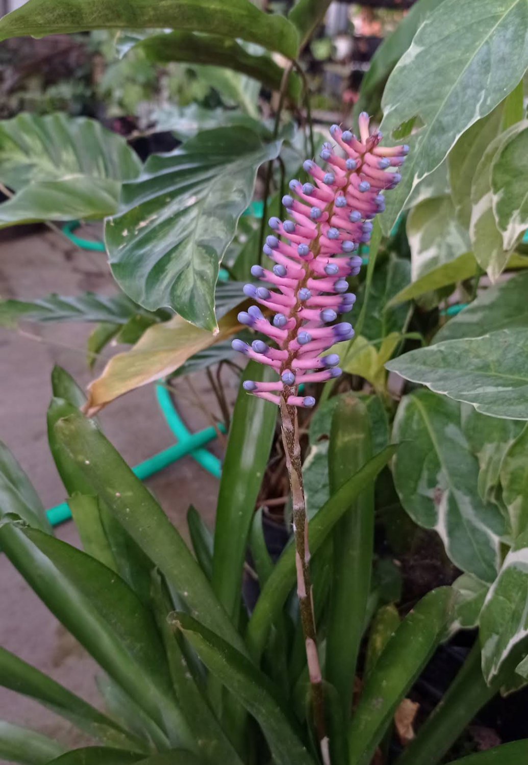 Matchstick bromeliad Aechmea Gamosepala Flower House Rare Plant Exotic Plant For Your Garden
