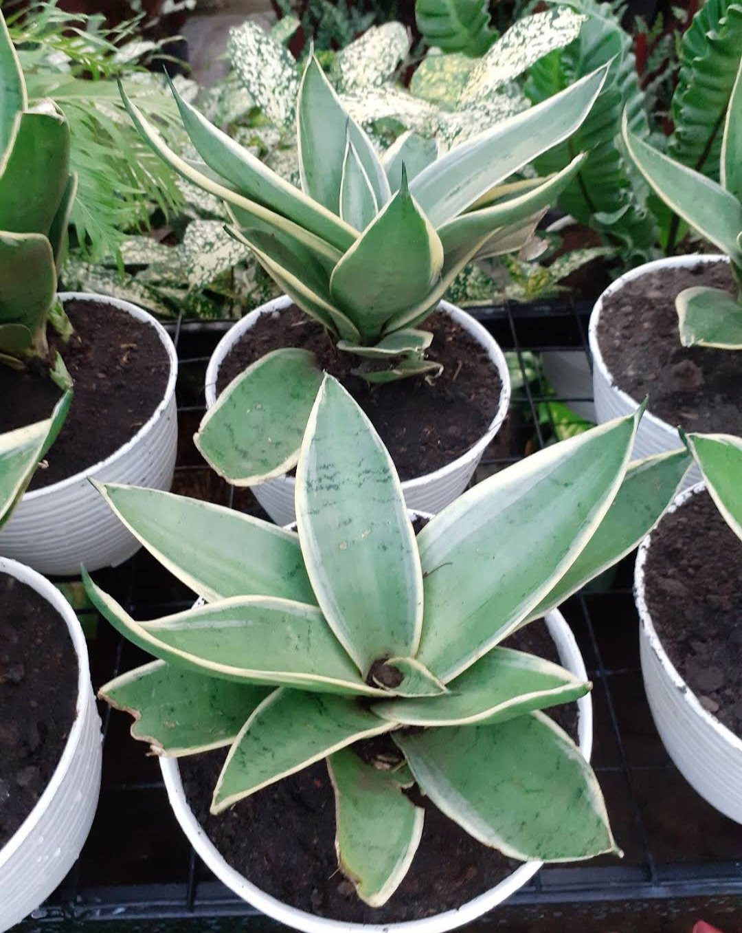 Silver Sansevieria Succulent Flower House Rare Plant Exotic Plant For Your Garden