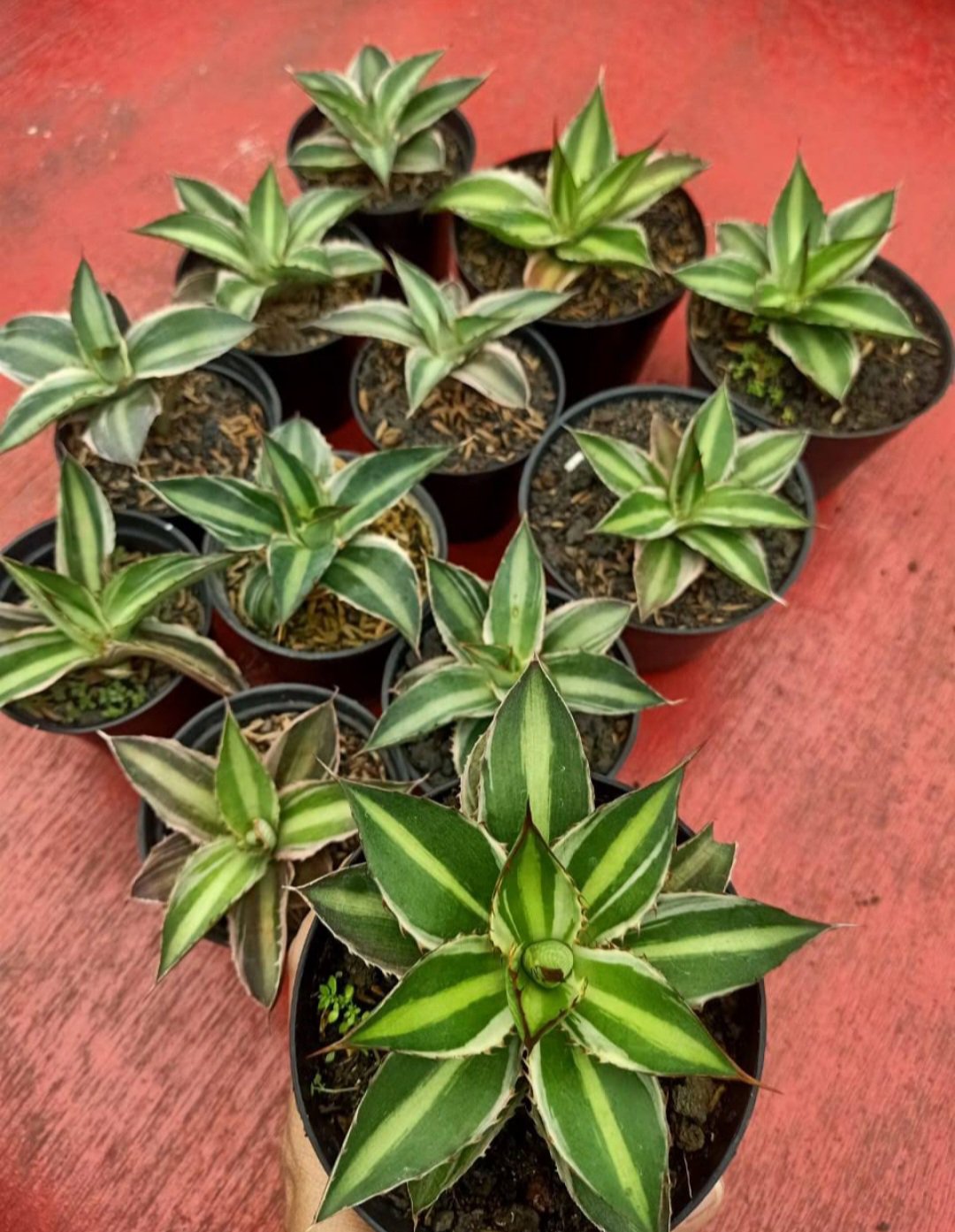 Agave lophantha 'Quadricolor' Cacti Flower House Rare Plant Exotic Plant For Your Garden