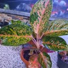 Variegated Aglaonema Mahasetti Pink Plant Flower House Rare Plant Exotic Plant For Your Garden