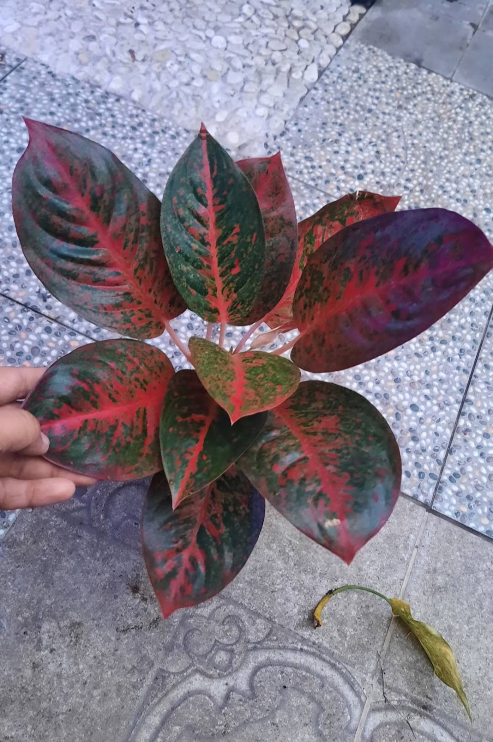 Aglaonema red stardust Plant Flower House Rare Plant Exotic Plant For Your Garden