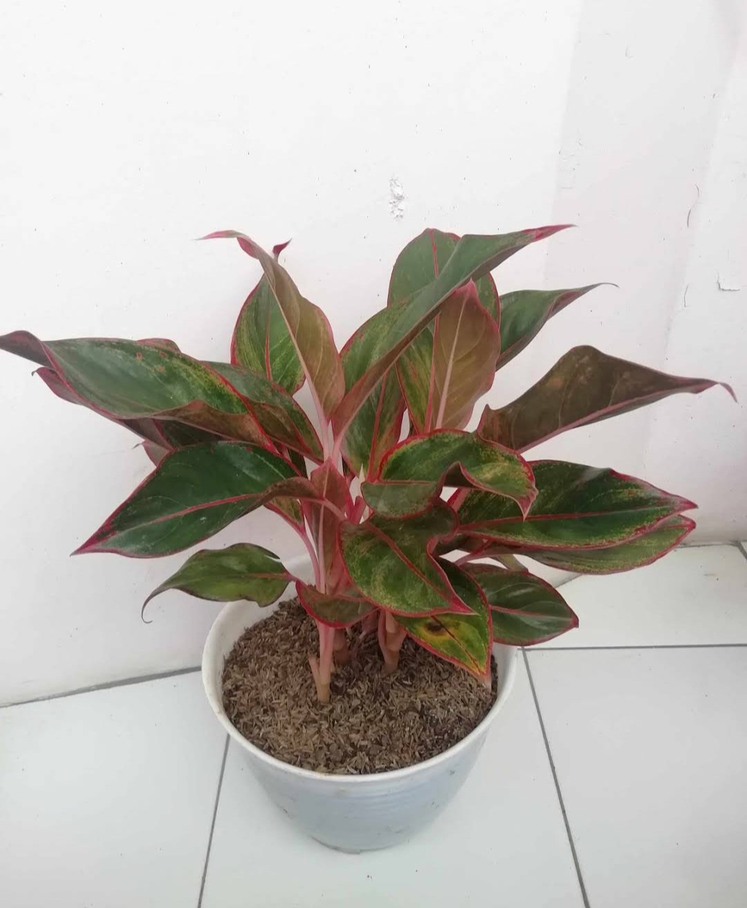 Red Aglaonema Plant Flower House Rare Plant Exotic Plant For Your Garden
