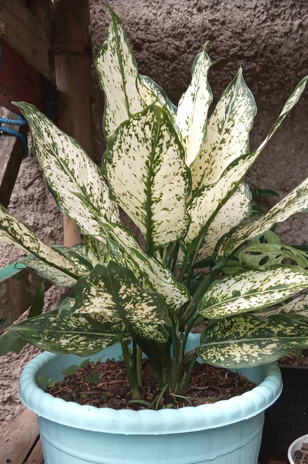 Aglaonema Spring "Snow White" Plant Flower House Rare Plant Exotic Plant For Your Garden