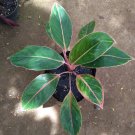 Aglaonema Golden Edge Plant Flower House Rare Plant Exotic Plant For Your Garden