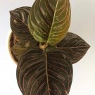 Chocolate Aglaonema Plant Flower House Rare Plant Exotic Plant For Your Garden