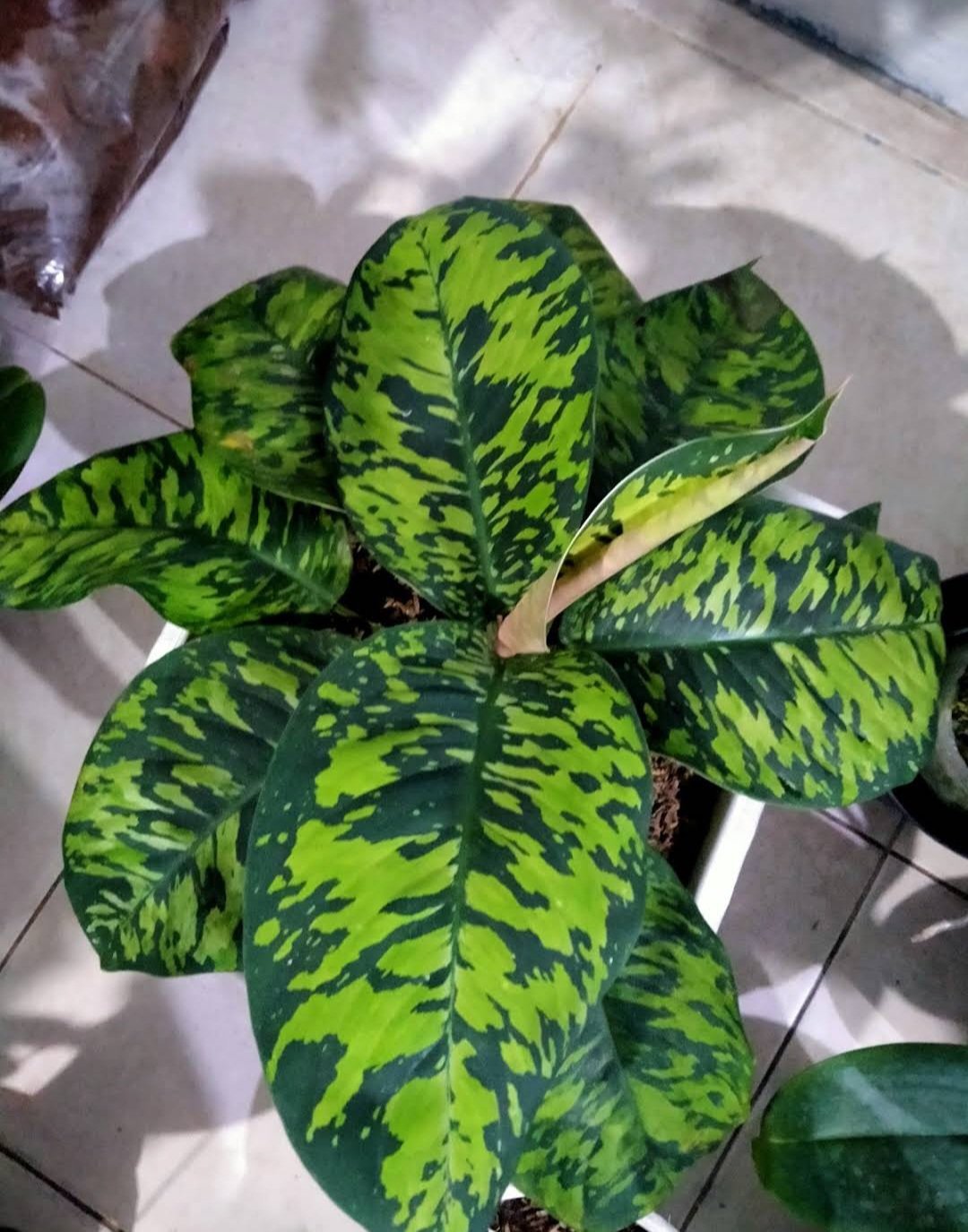 homalomena wallisii camouflage Plant Flower House Rare Plant Exotic Plant For Your Garden