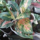 Pink Aglaonema Chinese Evergreen Plant Flower House Rare Plant Exotic Plant For Your Garden