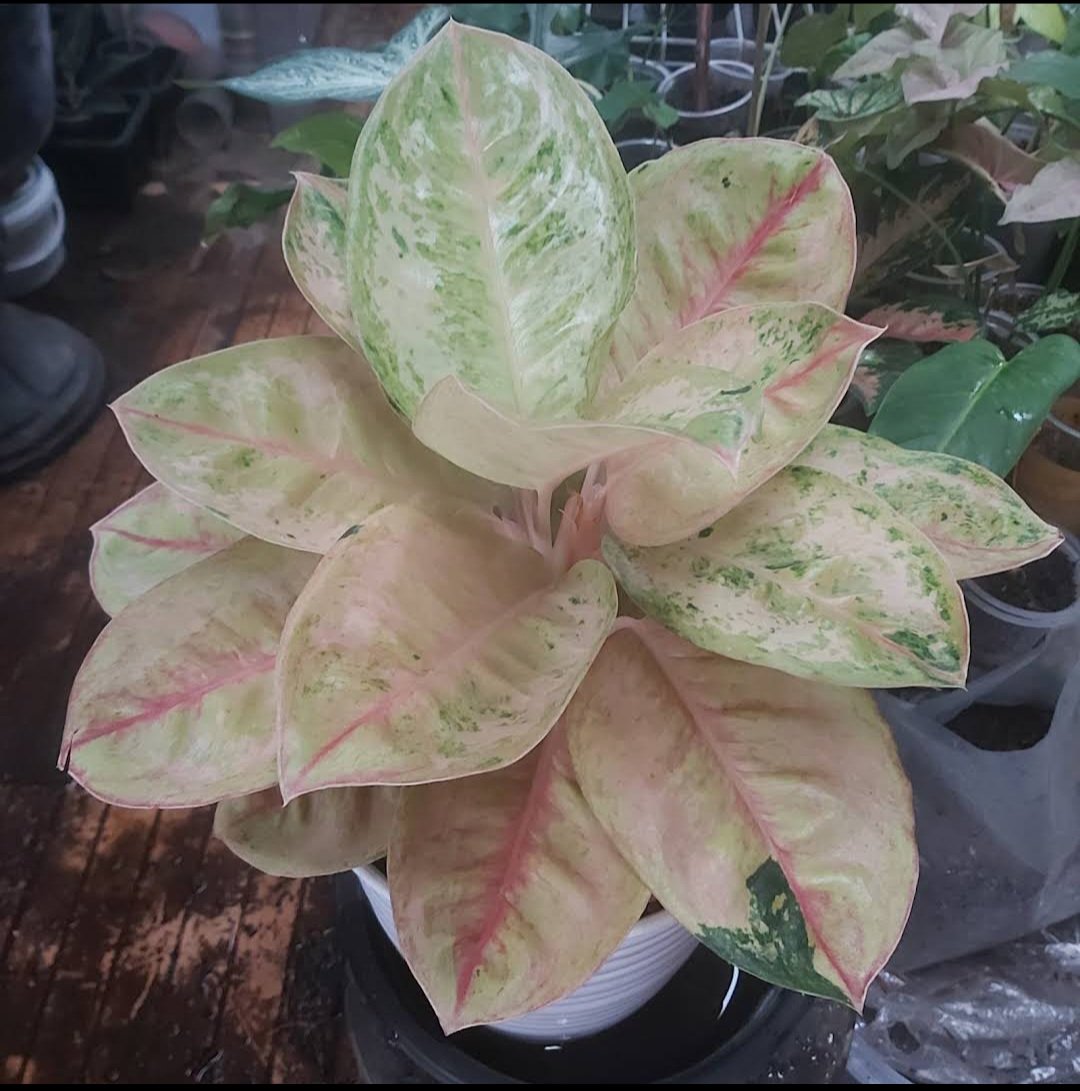 Aglaonema rainbow Plant Flower House Rare Plant Exotic Plant For Your Garden