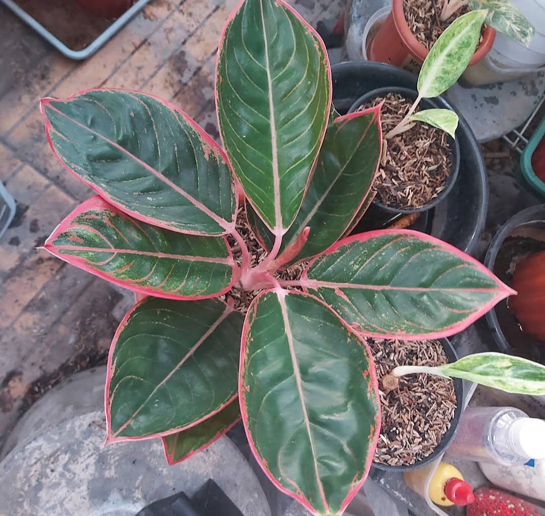 Aglaonema Red Siam Plant Flower House Rare Plant Exotic Plant For Your Garden