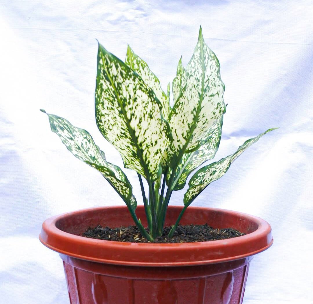 Aglaonema Spring Snow Chinese Plant Flower House Rare Plant Exotic Plant For Your Garden
