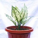 Aglaonema Spring Snow Chinese Plant Flower House Rare Plant Exotic Plant For Your Garden