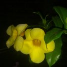 Yellow Allamanda Plant Flower House Rare Plant Exotic Plant For Your Garden