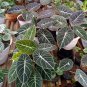 Alocasia Black Velvet "Reginula" Plant Flower House Rare Plant Exotic Plant For Your Garden