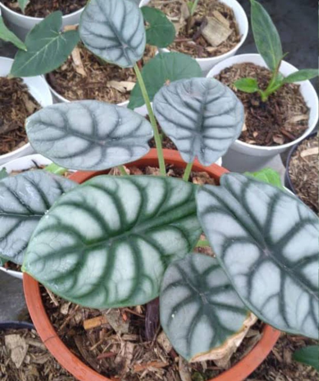 Alocasia 'Silver Dragon' Badinga Plant Flower House Rare Plant Exotic Plant For Your Garden