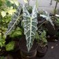 Alocasia Amazonica African Mask Plant Flower House Rare Plant Exotic Plant For Your Garden