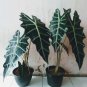 Alocasia Amazonica African Mask Plant Flower House Rare Plant Exotic Plant For Your Garden