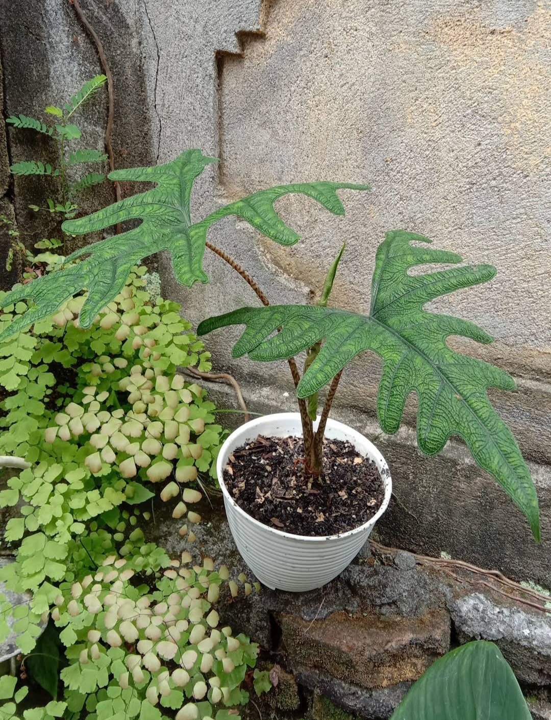 Alocasia Jacklyn Stunning Plant Flower House Rare Plant Exotic Plant For Your Garden