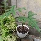 Alocasia Jacklyn Stunning Plant Flower House Rare Plant Exotic Plant For Your Garden