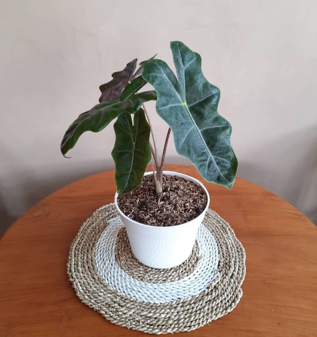 Alocasia Amazonica Dwarf Plant Flower House Rare Plant Exotic Plant For Your Garden
