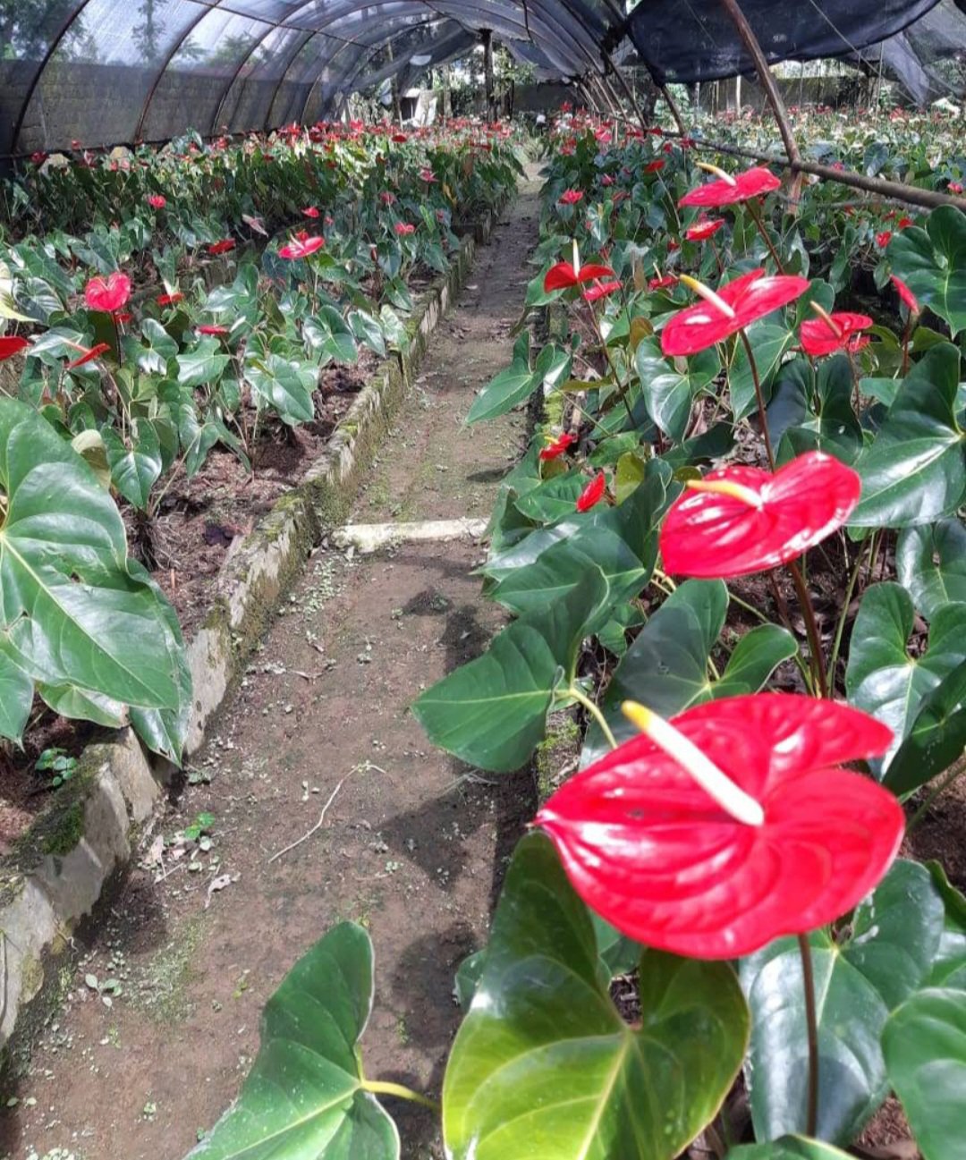 Red Anthurium Plant Flower House Rare Plant Exotic Plant For Your Garden