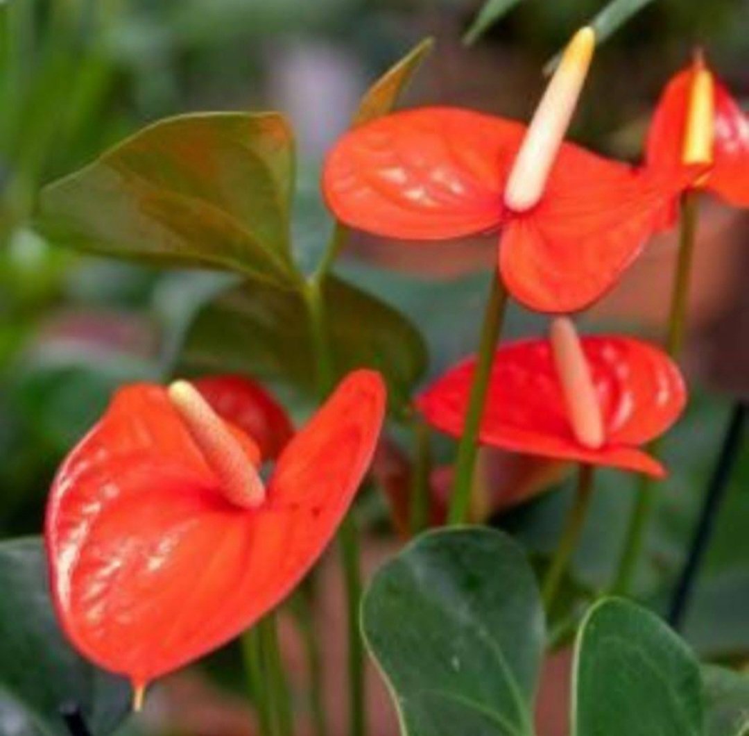 Neon Orange Anthurium Plant Flower House Rare Plant Exotic Plant For Your Garden
