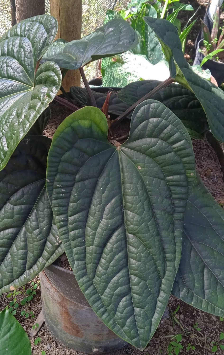 Anthurium radicans Plant Flower House Rare Plant Exotic Plant For Your Garden