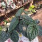 Anthurium radicans Plant Flower House Rare Plant Exotic Plant For Your Garden
