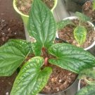 Anthurium Luxurians x radicans Plant Flower House Rare Plant Exotic Plant For Your Garden