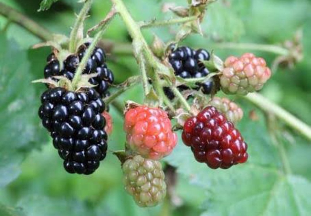 Boysenberry Fruit Live Plant Rooted House Rare Plant Exotic Plant For Your Garden