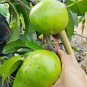 Black Sapote Diospyros Nigra Fruit Tree House Rare Plant Exotic Plant For Your Garden