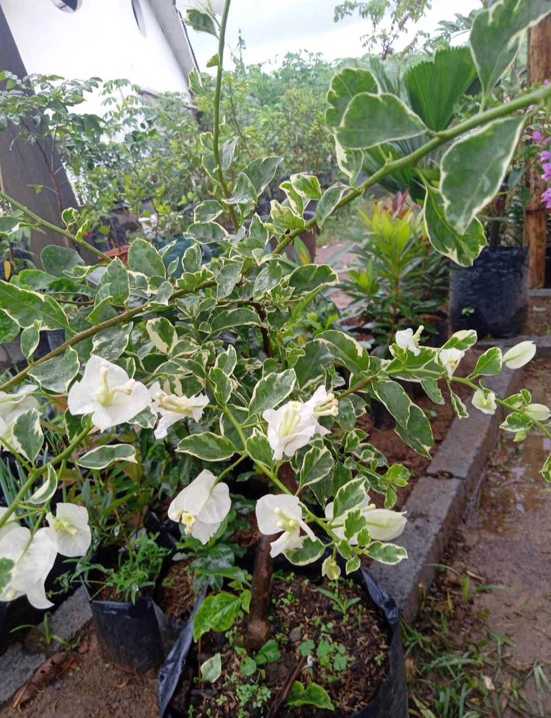 Vanilla Ice Bougainvillea Fruit Tree House Rare Plant Exotic Plant For Your Garden