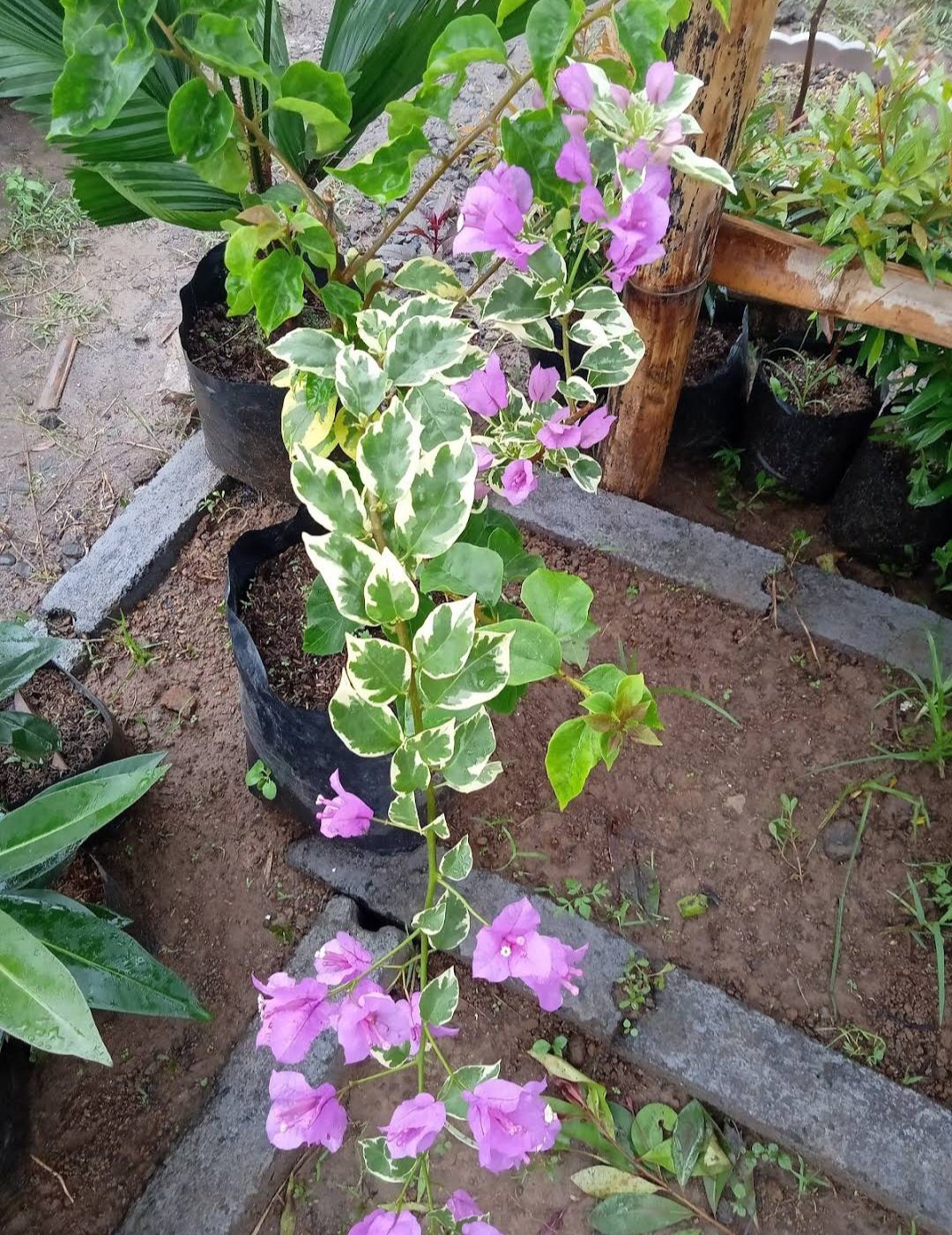 Dark Pink Variegated Bougainvillea Tree House Rare Plant Exotic Plant For Your Garden