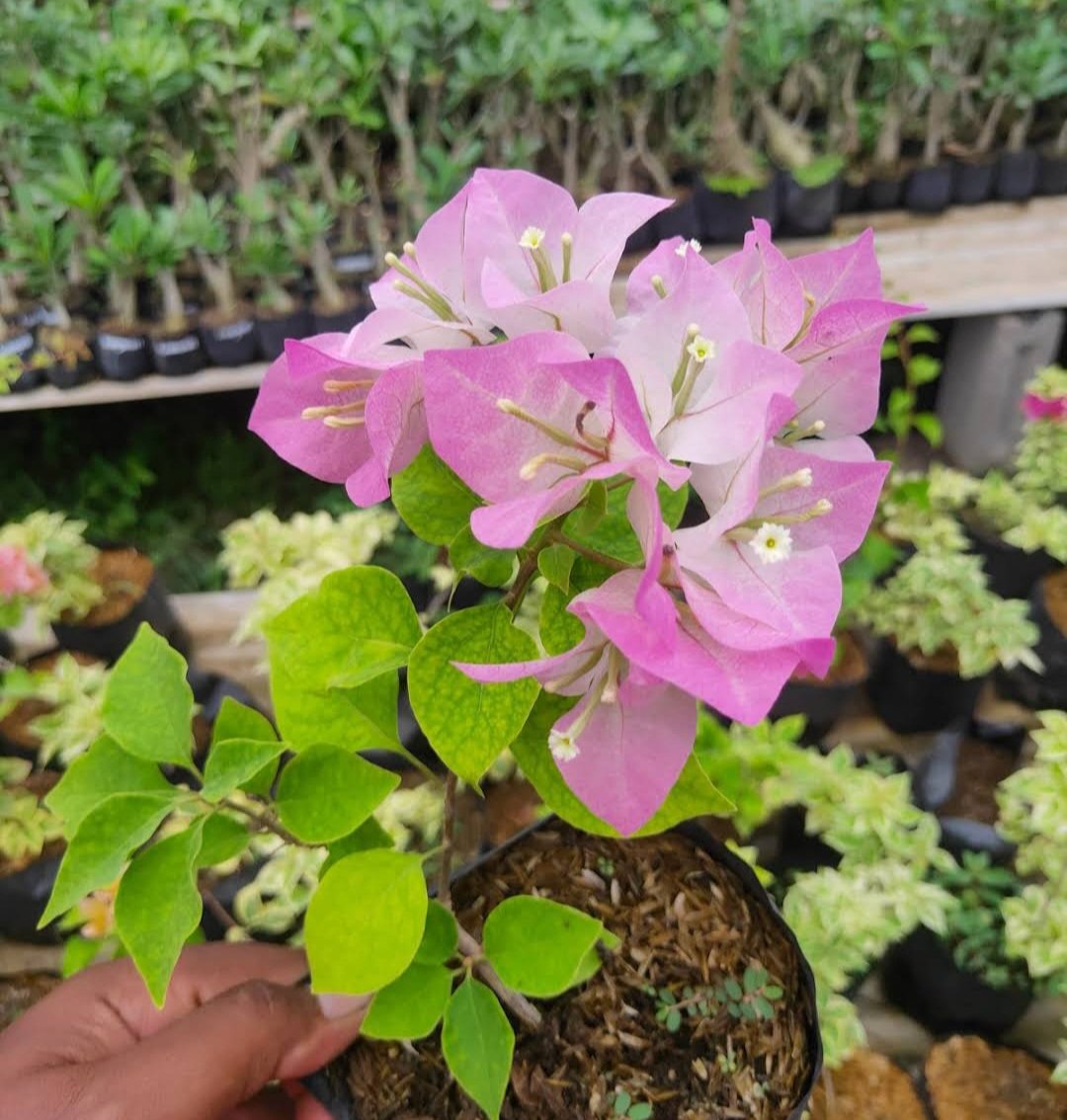Pink and White Bougainvillea Flower Tree House Rare Plant Exotic Plant For Your Garden