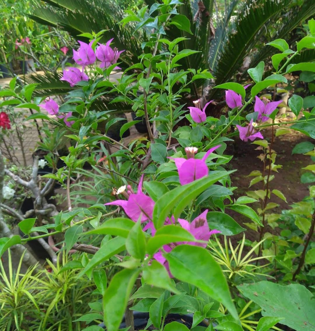 Purple Bougainvillea Flower Tree House Rare Plant Exotic Plant For Your Garden