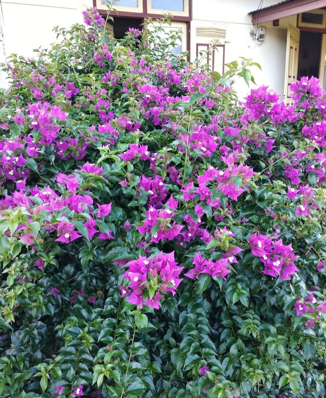 Purple Majesty Bougainvillea Flower Tree House Rare Plant Exotic Plant For Your Garden