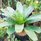 Bromeliad Alcantarea Imperialis ‘Rubra’ Flower House Rare Plant Exotic Plant For Your Garden