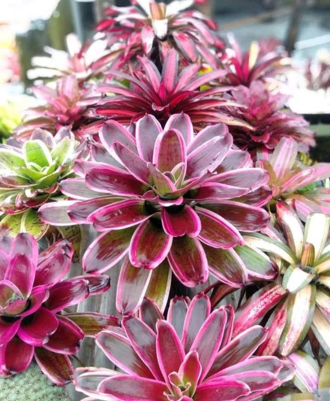 Bromeliad Gorgeous Pink Flower House Rare Plant Exotic Plant For Your Garden