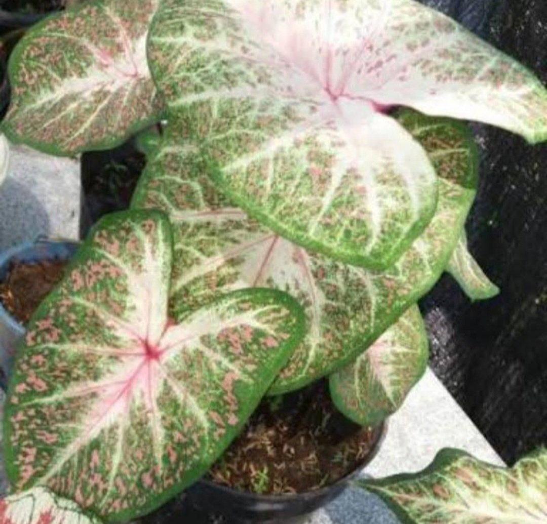 Caladium 'Galaxy' Bulbs Flower House Rare Plant Exotic Plant For Your Garden