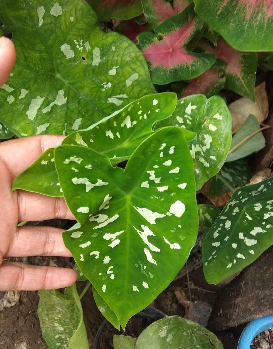 Caladium Marmoratum Flower House Rare Plant Exotic Plant For Your Garden