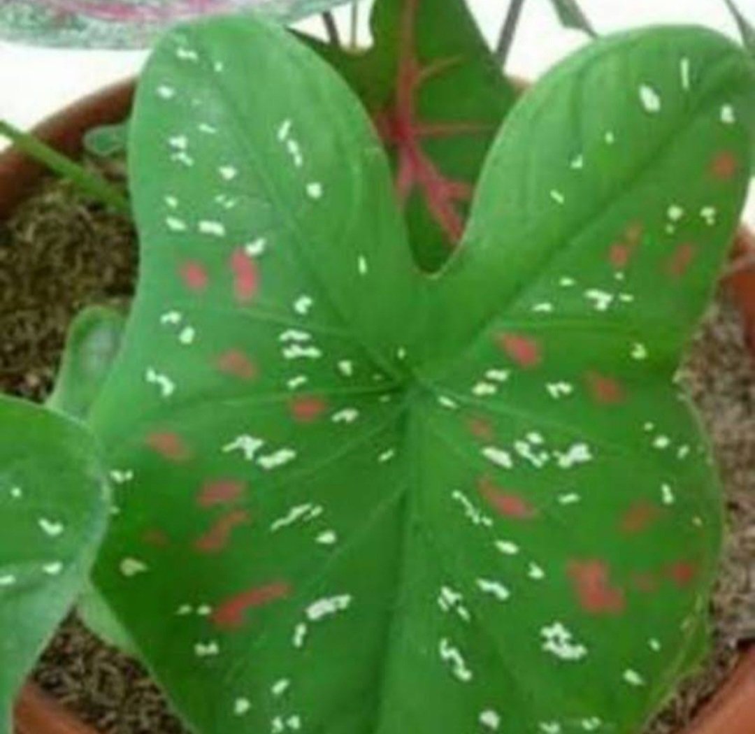 Florida Clown Tricolor Caladium Bulb Flower House Rare Plant Exotic Plant For Your Garden