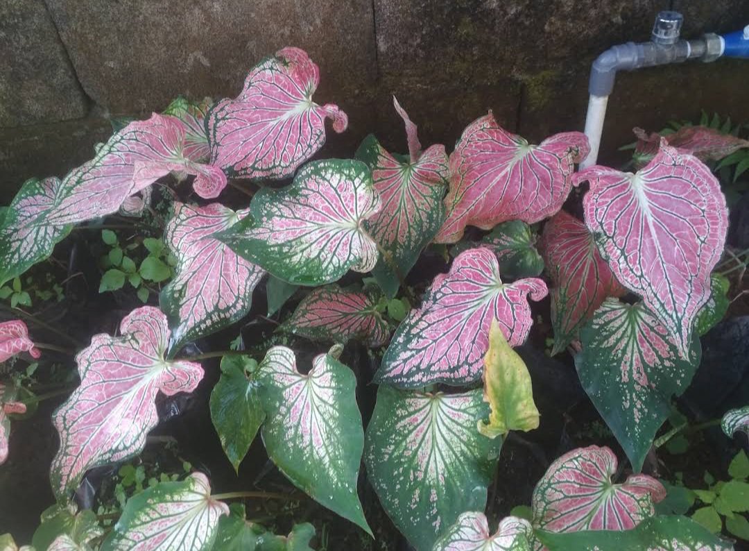 Caladium 'Pink Symphony' Bulb Flower House Rare Plant Exotic Plant For Your Garden